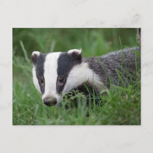 Carte postale européenne Badger (Devant)