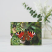 Carte postale européenne de la chenille paon (Debout devant)