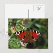 Carte postale européenne de la chenille paon (Devant / Derrière)