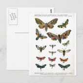 Carte postale européenne des papillons (Devant / Derrière)