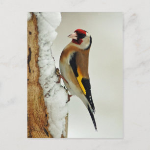 Carte postale européenne Goldfinch en neige