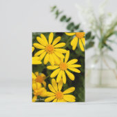 Carte Postale Euryops Daisy [Carte postale] (Debout devant)