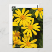 Carte Postale Euryops Daisy [Carte postale] (Devant / Derrière)
