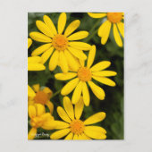 Carte Postale Euryops Daisy [Carte postale] (Devant)