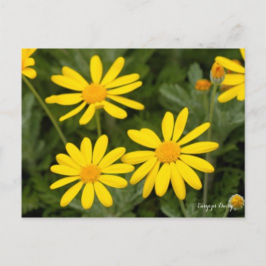 Carte Postale Euryops Daisy [Carte postale] (Devant)