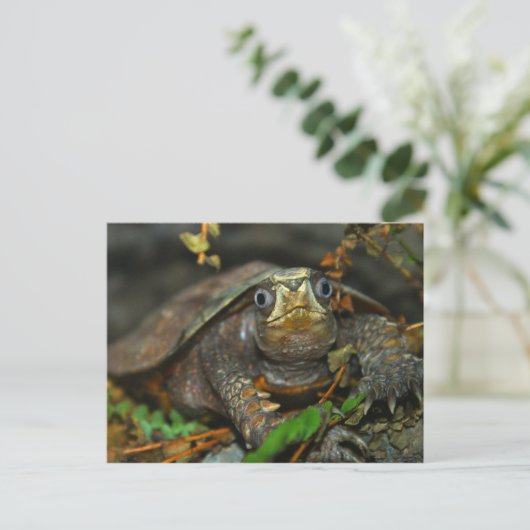 Carte Postale Evaar Tortoise Cutest (Debout devant)