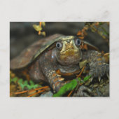 Carte Postale Evaar Tortoise Cutest (Devant)