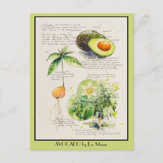 Carte Postale EVE Peint Avocado illustration botanique Poster (Devant)