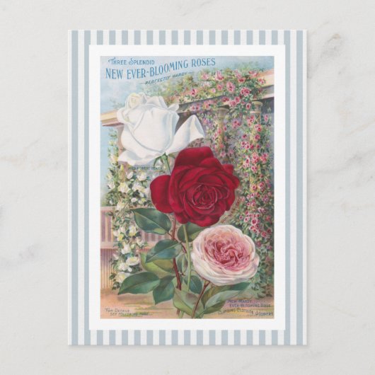 Carte Postale Ever-Blooming Roses Vintage (Devant)