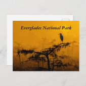 Carte postale Everglades (Devant / Derrière)