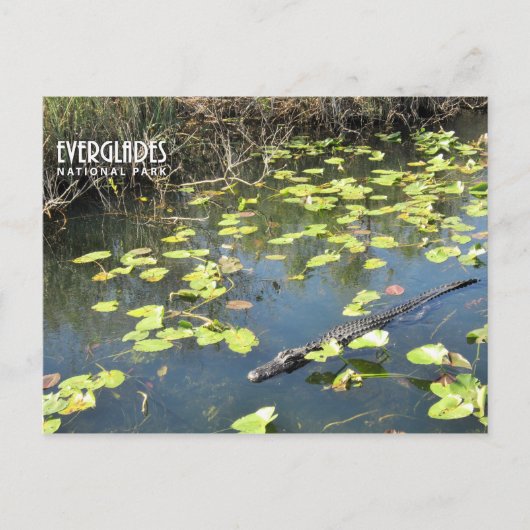 Carte postale Everglades (Devant)