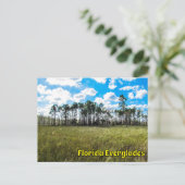 Carte Postale Everglades Cypress Blue Sky & Cloud Réflexions (Debout devant)