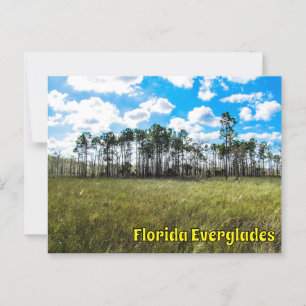 Carte Postale Everglades Cypress Blue Sky & Cloud Réflexions