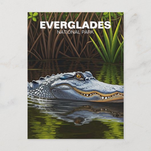 Carte Postale Everglades Floride Alligator Voyage (Devant)