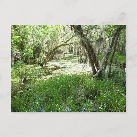 Carte Postale Everglades - marais - marais (Devant)