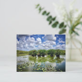 Carte Postale Everglades, Parc National, Floride (Debout devant)