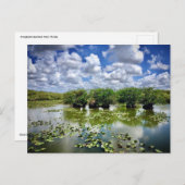 Carte Postale Everglades, Parc National, Floride (Devant / Derrière)