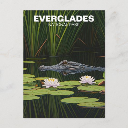 Carte Postale Everglades Parc National Floride Alligator Voyage (Devant)