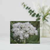 Carte Postale Everlastique précoce, île de l'Unalaska (Debout devant)