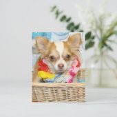 Carte Postale Evil - Cheveux longs Chihuahua -5 (Debout devant)