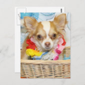 Carte Postale Evil - Cheveux longs Chihuahua -5 (Devant / Derrière)