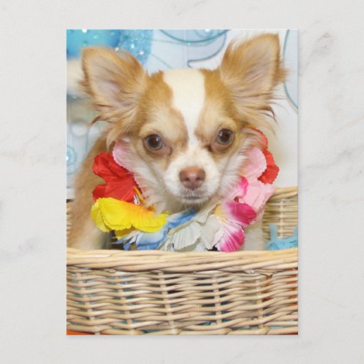 Carte Postale Evil - Cheveux longs Chihuahua -5 (Devant)