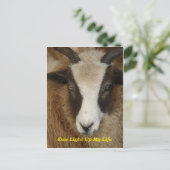 Carte Postale Ewe Allumer Ma Vie (Debout devant)