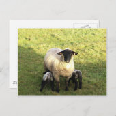 Carte Postale Ewe et agneaux (Devant / Derrière)