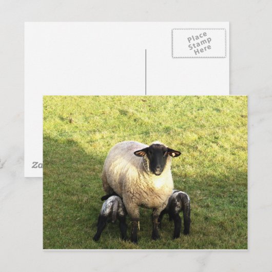 Carte Postale Ewe et agneaux (Devant / Derrière)