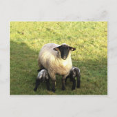 Carte Postale Ewe et agneaux (Devant)