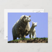 Carte postale Ewe et Lamb (Devant / Derrière)