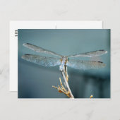 Carte postale exceptionnelle (libellule) (Devant / Derrière)