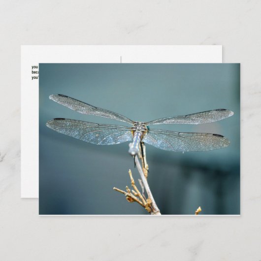 Carte postale exceptionnelle (libellule) (Devant / Derrière)