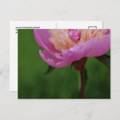 Carte postale exceptionnelle (pivoine) (Devant / Derrière)