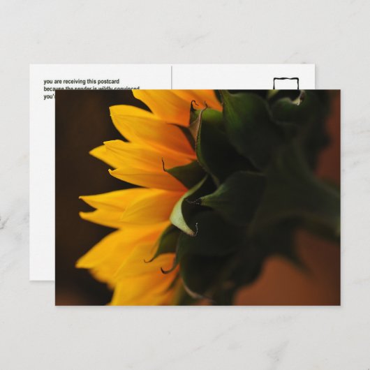 Carte postale exceptionnelle (tournesol) (Devant / Derrière)