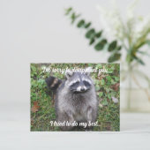 Carte Postale Excusez-moi Raccoon (Debout devant)
