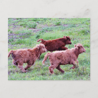 Carte Postale Exécuter gratuitement sur le terrain