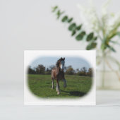 Carte Postale Exécution de Clydesdale (Debout devant)