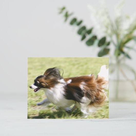 Carte Postale Exécution de Papillon (Debout devant)