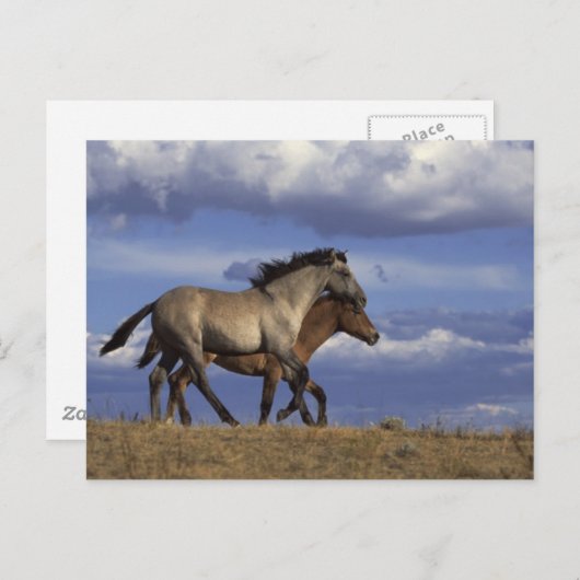 Carte Postale Exécution des années (Devant / Derrière)