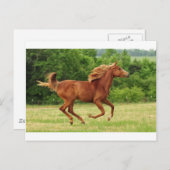 Carte Postale Exécution libre (Devant / Derrière)