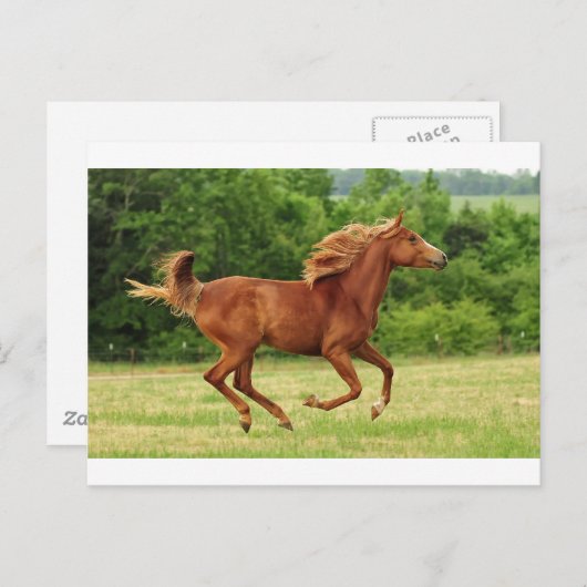 Carte Postale Exécution libre (Devant / Derrière)