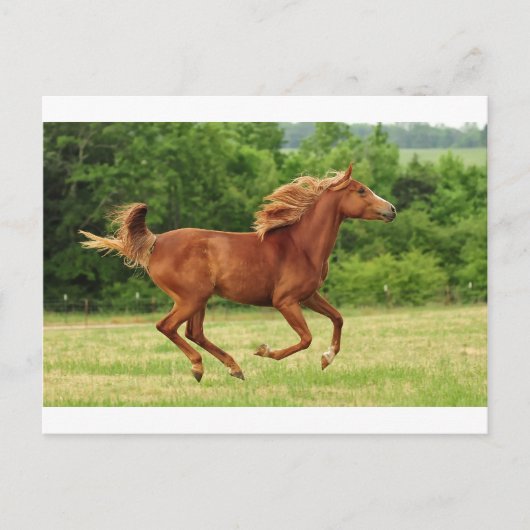 Carte Postale Exécution libre (Devant)