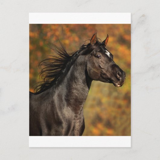 Carte Postale Exécution libre (Devant)