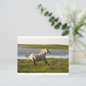 Carte Postale Exécution libre (Debout devant)