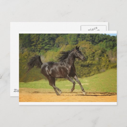 Carte Postale Exécution libre (Devant / Derrière)