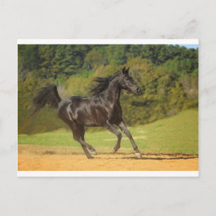 Carte Postale Exécution libre