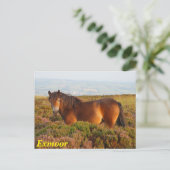Carte Postale Exmoor pony, cheval, Somerset, Angleterre (Debout devant)