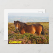 Carte Postale Exmoor pony, cheval, Somerset, Angleterre (Devant / Derrière)