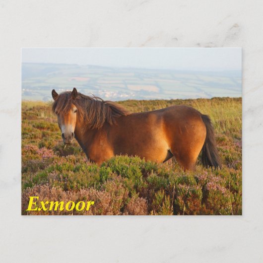 Carte Postale Exmoor pony, cheval, Somerset, Angleterre (Devant)